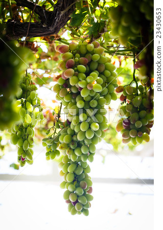 Green grapes cluster 23430653