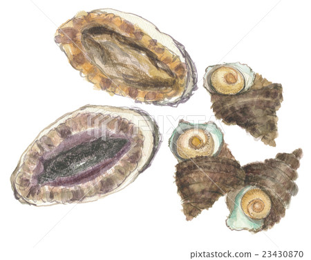 鮑魚藻類 23430870