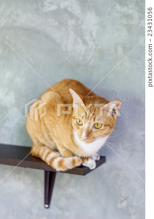 Lovely red cat, soft focus. 23431056