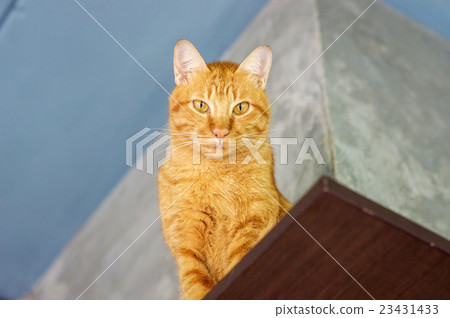 Lovely red cat, soft focus. 23431433