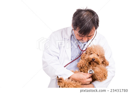 Vet doctor examining poodle dog with stethoscope Vet doctor examining poodle dog with stethoscope 23431780
