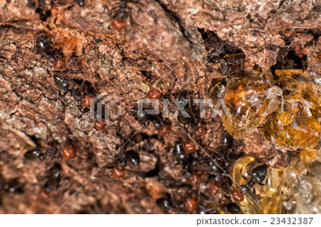 Red head ant honeypot Myrmecocystus close up 23432387