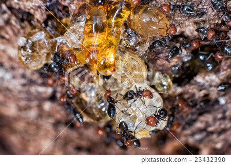 Red head ant honeypot Myrmecocystus close up 23432390