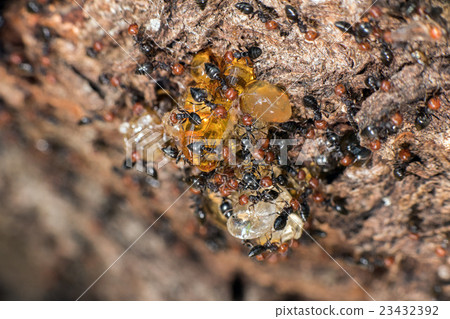 Red head ant honeypot Myrmecocystus close up 23432392