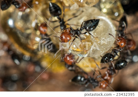 Red head ant honeypot Myrmecocystus close up Red head ant honeypot Myrmecocystus close up 23432395