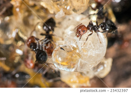 Red head ant honeypot Myrmecocystus close up Red head ant honeypot Myrmecocystus close up 23432397