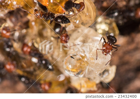 Red head ant honeypot Myrmecocystus close up Red head ant honeypot Myrmecocystus close up 23432400