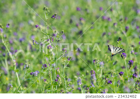 swallow tail butterfly machaon close up portrait 23432402