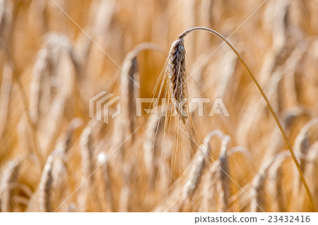 Mature Grain wheat field spike ear head Mature Grain wheat field spike ear head 23432416