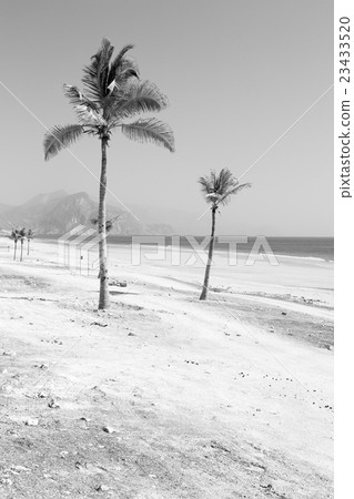 in oman arabic sea palm the hill n in oman arabic sea palm the hill n 23433520
