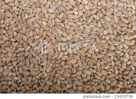 organic wheat grains organic wheat grains 23433736