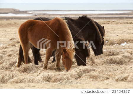 Herd of brown Icelandic horses on a meadow 23434337