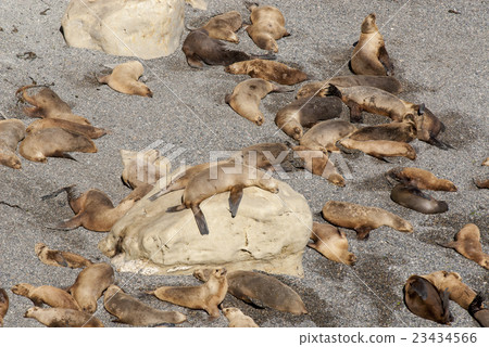 South American Sea Lions South American Sea Lions 23434566