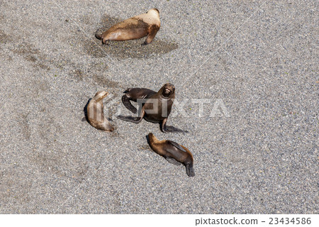 South American Sea Lions South American Sea Lions 23434586