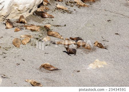South American Sea Lions 23434591