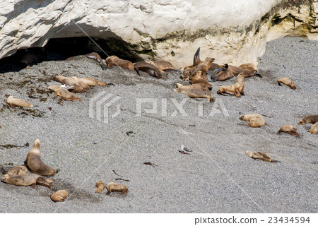South American Sea Lions South American Sea Lions 23434594