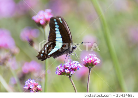 Aosiagehaha 23434683