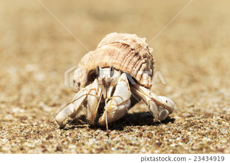 Hermit Crab in a screw shell 23434919