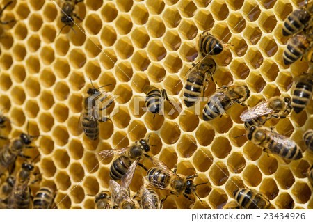 bees swarming on a honeycomb bees swarming on a honeycomb 23434926