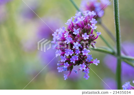 Yanagi Hanagasa (3-scale barbena) 23435034