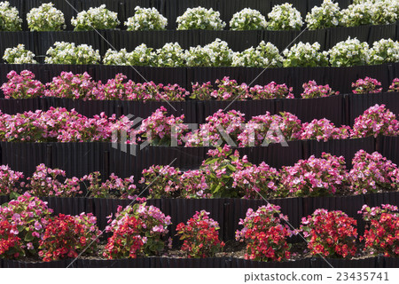 The flowerbed of Kawaguchiko Oishi Park 23435741