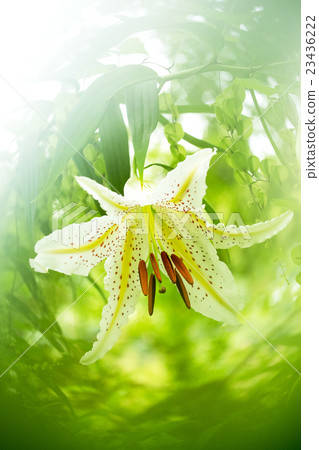 Yamayuri Goldband Lily Yamayuri Goldband Lily 23436222