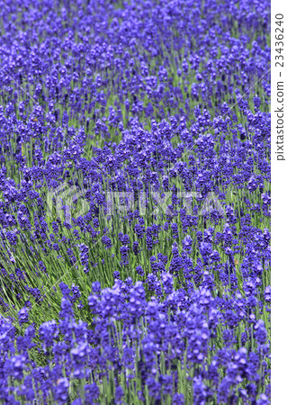 在北海道的富良野薰衣草田 23436240