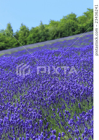 Furano lavender field in Hokkaido Furano lavender field in Hokkaido 23436241
