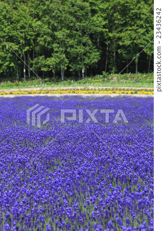 在北海道的富良野薰衣草田 23436242