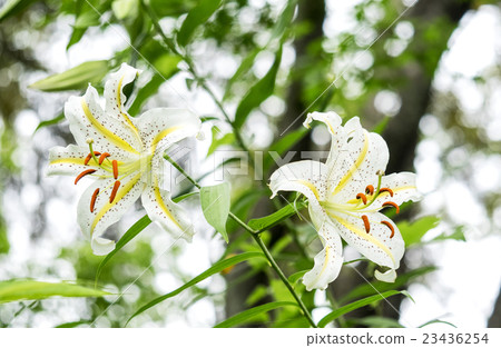 Yamayuri Goldband Lily Yamayuri Goldband Lily 23436254