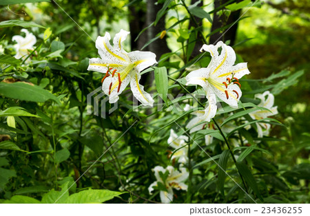 Yamayuri Goldband Lily Yamayuri Goldband Lily 23436255