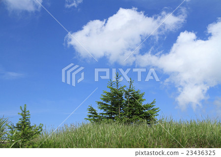 Utsukushigahara Plateau in a refreshing summer Utsukushigahara Plateau in a refreshing summer 23436325