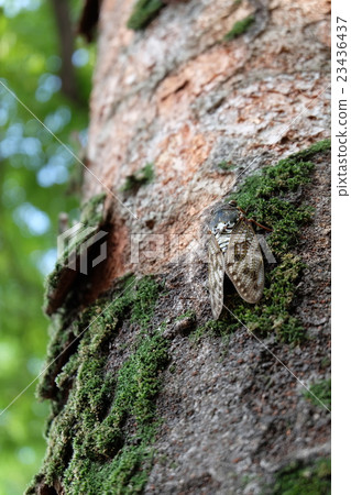 Cicada 23436437