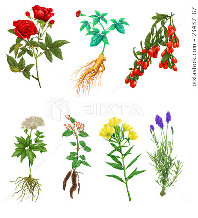 Common medicinal plants 23437187
