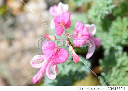 Komakusa Komakusa 23437254