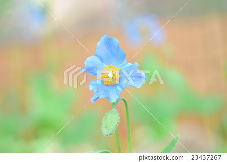 藍罌粟花朵 藍罌粟花朵 23437267