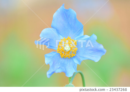 藍罌粟花朵 23437268