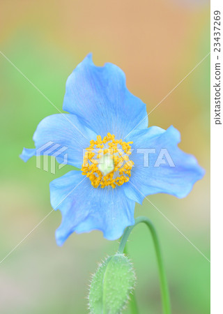 藍罌粟花朵 23437269