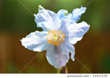 白罌粟花朵 白罌粟花朵 23437270