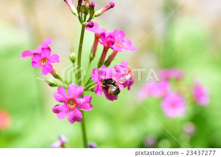 粳稻報春 23437277