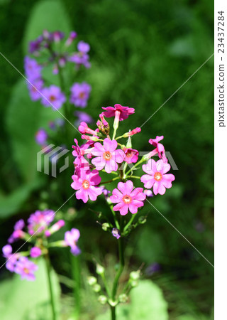 粳稻報春 23437284