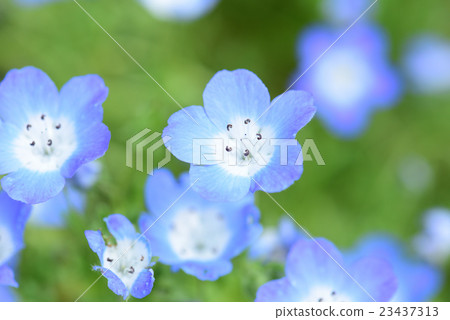 Nemophila Nemophila 23437313