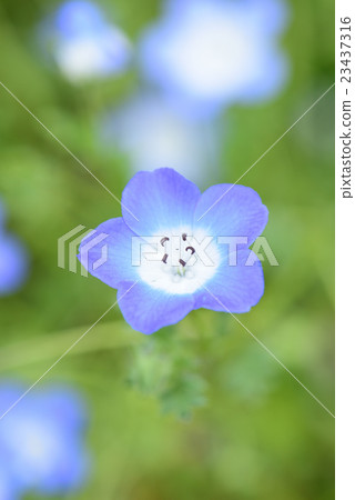 Nemophila Nemophila 23437316