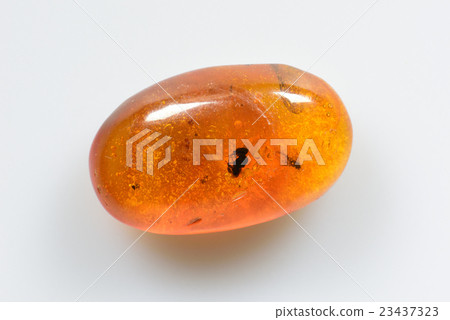 昆蟲填充琥珀 昆蟲填充琥珀 23437323