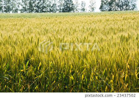 Wheat field began to color Wheat field began to color 23437502