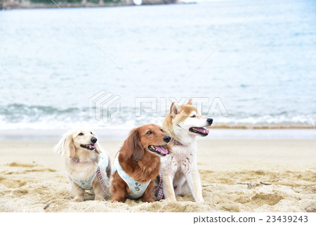 狗和海② 狗和海② 23439243