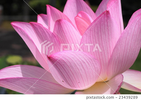 蓮花瓣 23439289