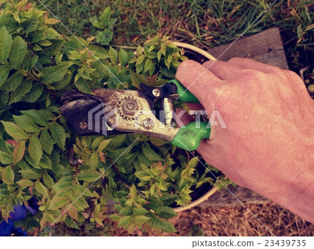 Gardener hand cut branch on bonsai hornbeam Gardener hand cut branch on bonsai hornbeam 23439735