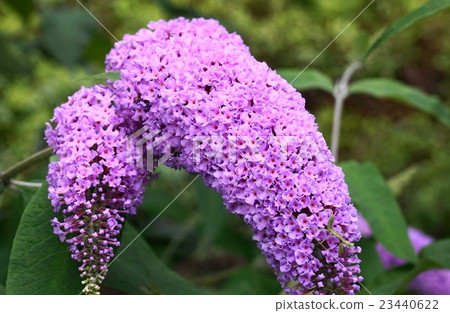 Buddha violet 23440622