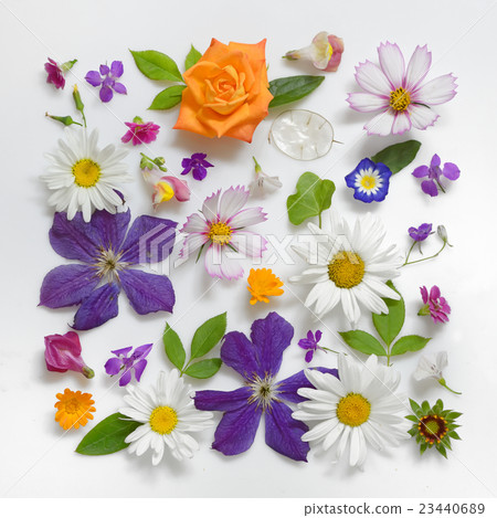 Selection of Various Flowers Isolated 23440689